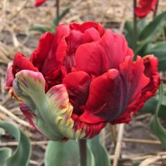 Özel Tür Tulipa Rococo Papağan Lale Soğanı (5 Adet)