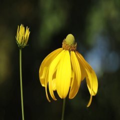 Altın Sarısı Rudbekya Güneş Şapkası Çiçeği Tohumu(100 tohum)