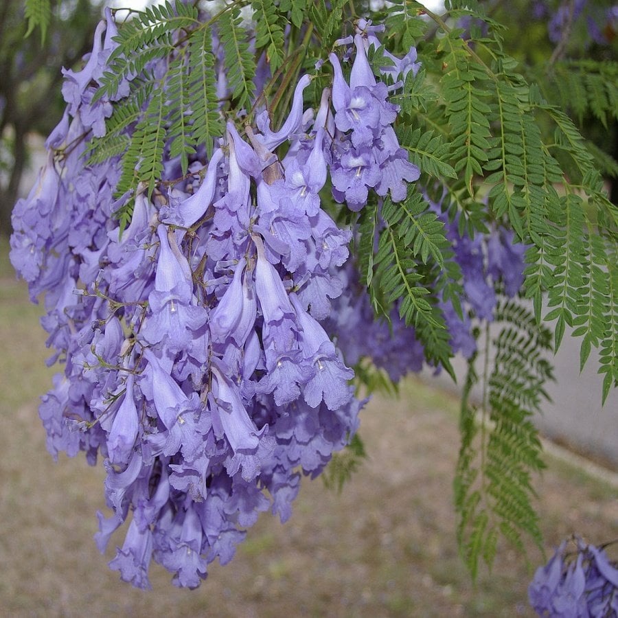 Tüplü Jacaranda Mimosifolia Ağacı Fidanı-(200 Cm Üzeri)