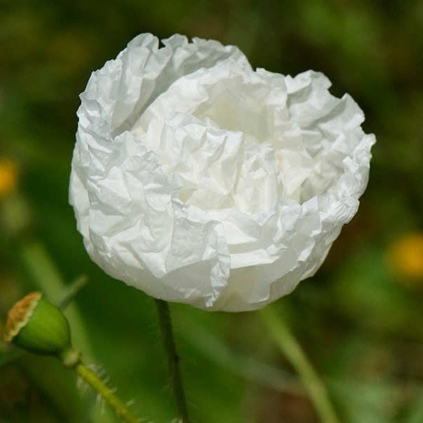 Beyaz Kaliforniya Gelincik Papaver Çiçeği Tohumu(100 tohum)