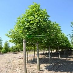 Tüplü Ak Kavak Ağacı Fidesi-3 cm ve Üzeri-(4 Adet)