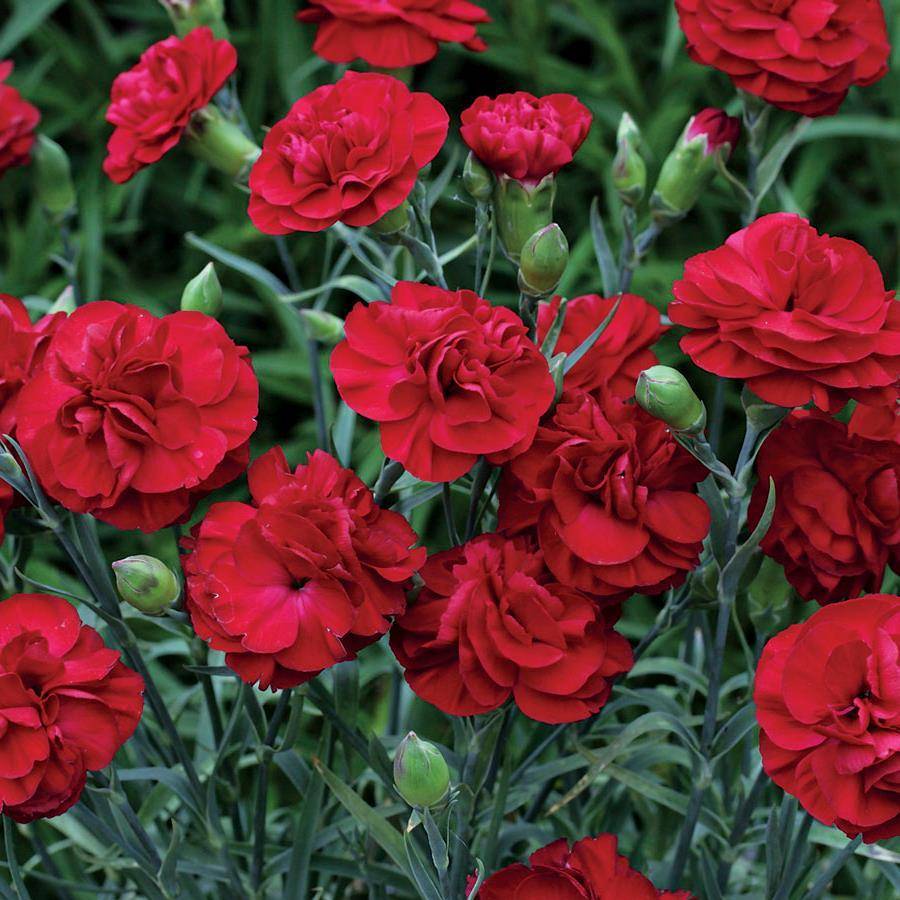 Crimson Karanfil Çiçeği Tohumu(70 adet)