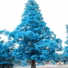 Tüplü Aşılı Mavi Ladin Ağacı Fidanı 40-60 Cm
