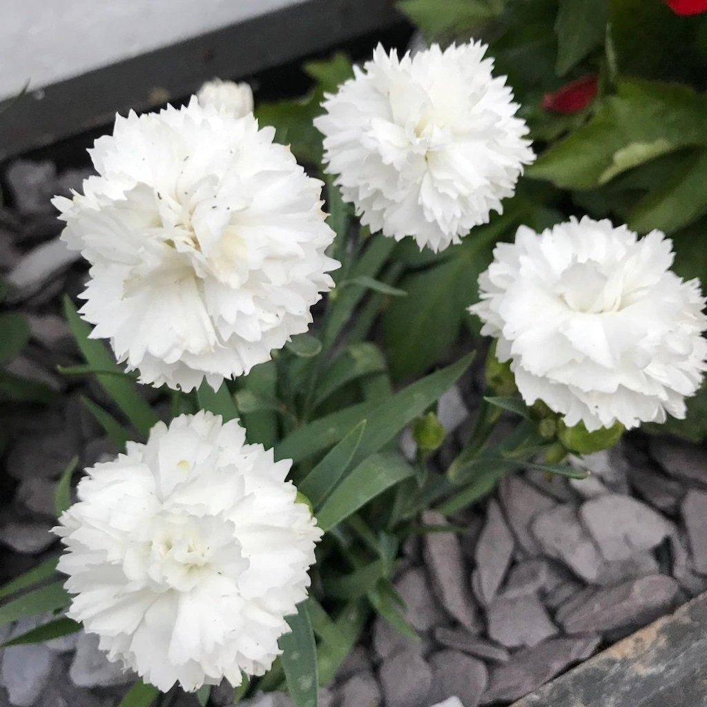 Beyaz Renkli Karanfil Çiçeği Tohumu(70 adet)