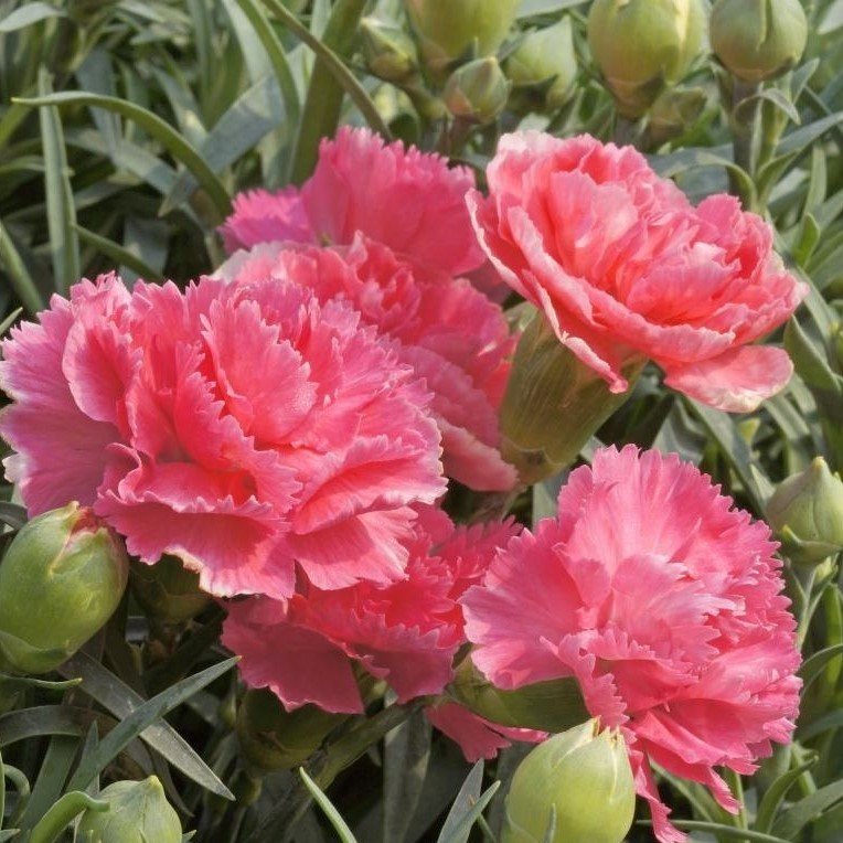 Pure Rose Karanfil Çiçeği Tohumu(70 adet)