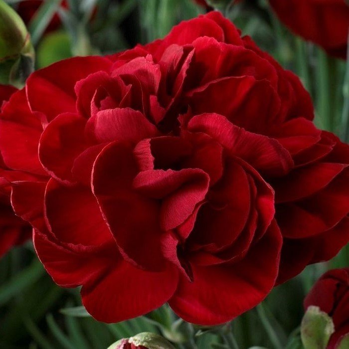 Red Love Karanfil Çiçeği Tohumu(70 adet)