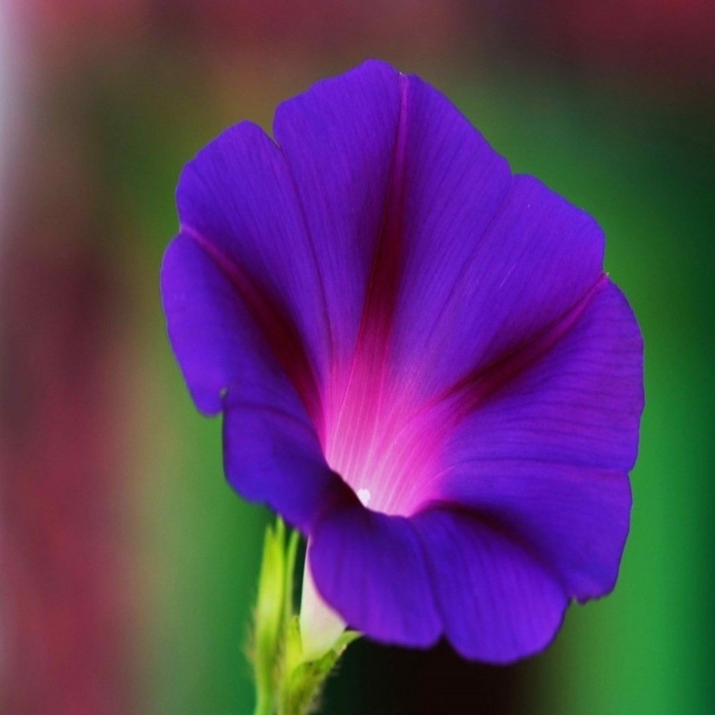 Feringa Mavi Gündüz Sefası Çiçeği Tohumu(10 tohum)