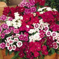 Dianthus Heddewigii Karanfil Çiçeği Tohumu(100 adet)