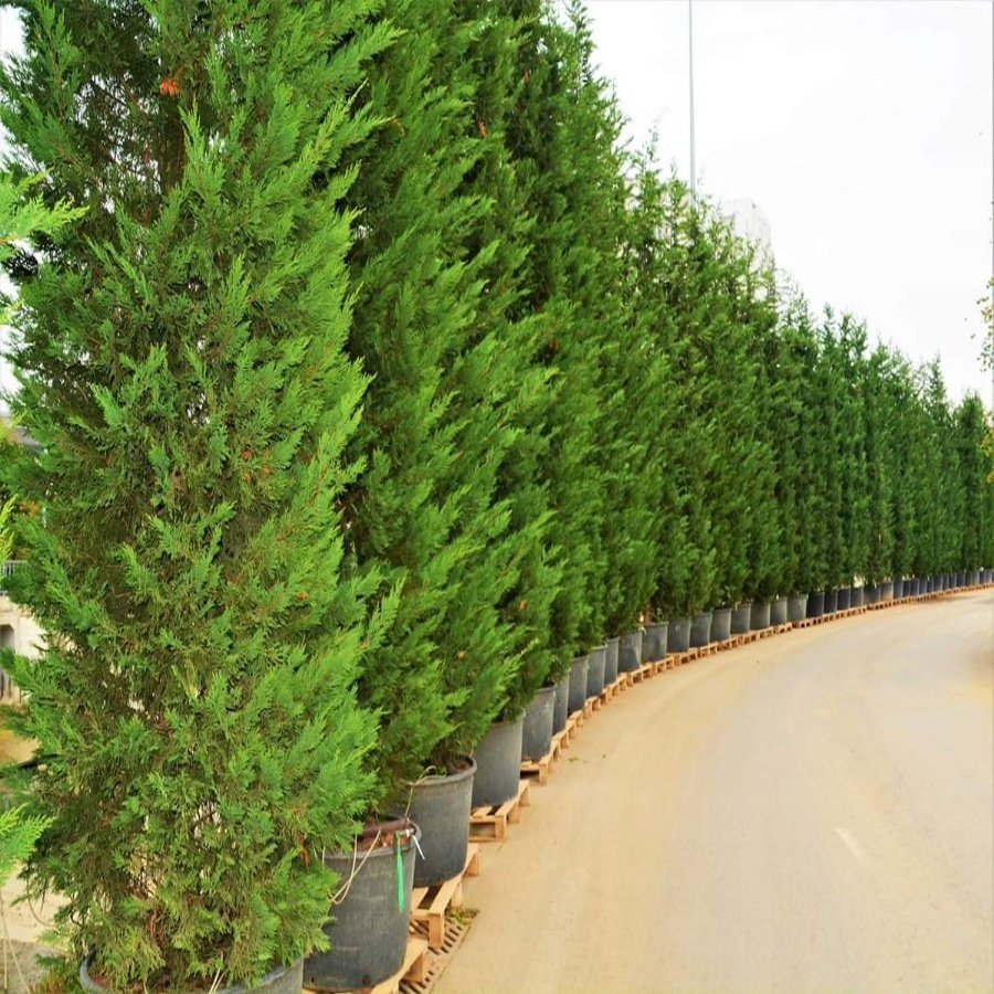 Tüplü Leylandi Ağacı Fidanı-(80 Cm Üzeri)-10 Adet