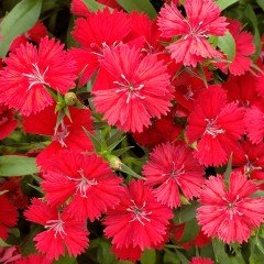 Dianthus Heddewigii Bravo Karanfil Çiçeği Tohumu (100 adet)