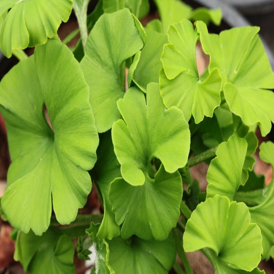 Tüplü Ginkgo Biloba Mabet Ağacı Fidanı