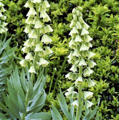 Fritillaria Ivory Bells Beyaz Ters Lale Soğanı (1 adet)