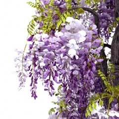 Tüplü Wisteria Sinensis Mor Salkım Fidanı