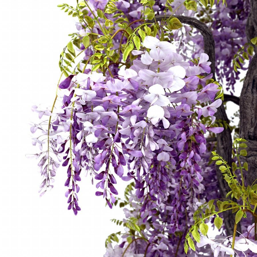 Tüplü Wisteria Sinensis Mor Salkım Fidanı-100 Cm Üzeri