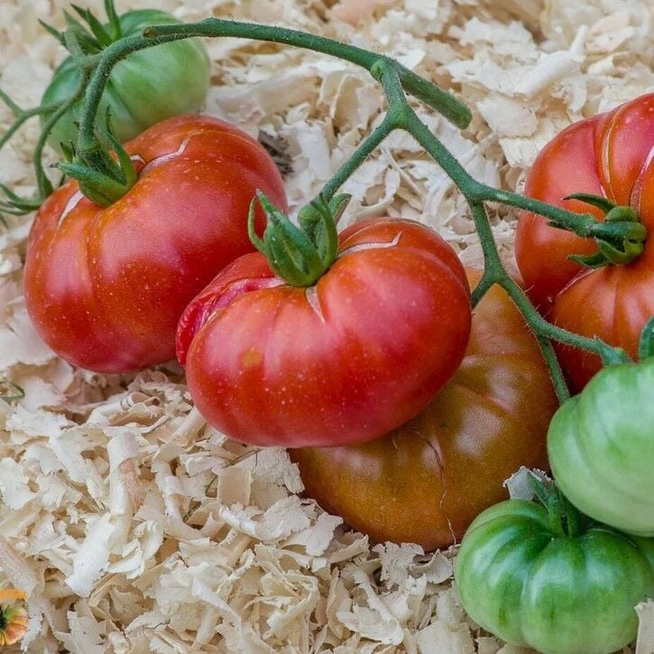 Etli Red Calabash Domates Tohumu (15 tohum)