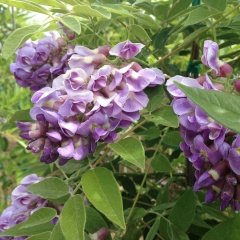 Tüplü Wisteria Amethyst Falls Fuşya Mor Salkım Fidanı