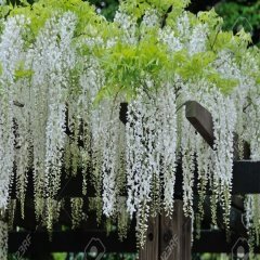 Tüplü Wisteria Floribunda Alba Beyaz Mor Salkım Fidanı