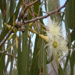 Tüplü Aromatik Kokulu Okaliptus Ağacı Fidanı