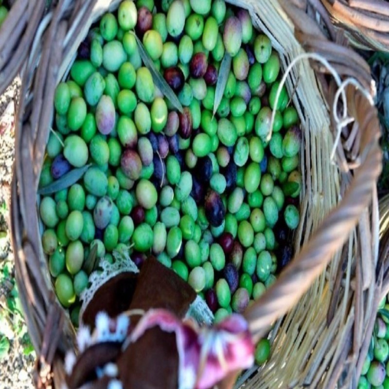 Tüplü Yağlık Kırmalık Ayvalık Zeytin Fidanı