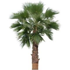 Tüplü Washingtonia Robusto Palmiye Ağacı Fidanı-20 Cm Üzeri