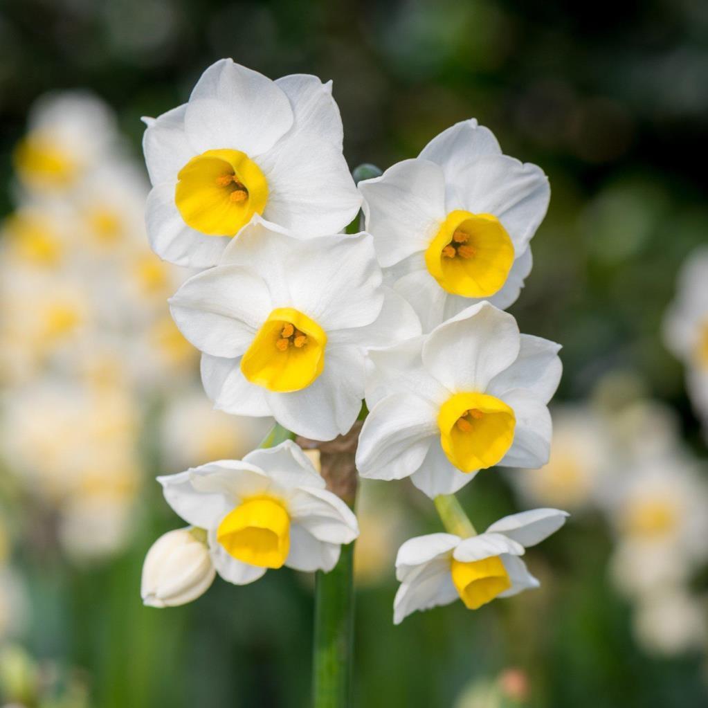 Avalanche Nadir Tür Beyaz-Sarı Renk Nergis Çiçeği Soğanı (3 Adet)