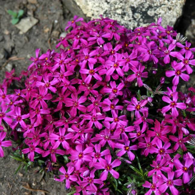 Marsh Phlox Çiçeği Tohumu(5 tohum)