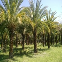 Tüplü Phoenix Canariensis Palmiyesi Fidanı-80 Üzeri