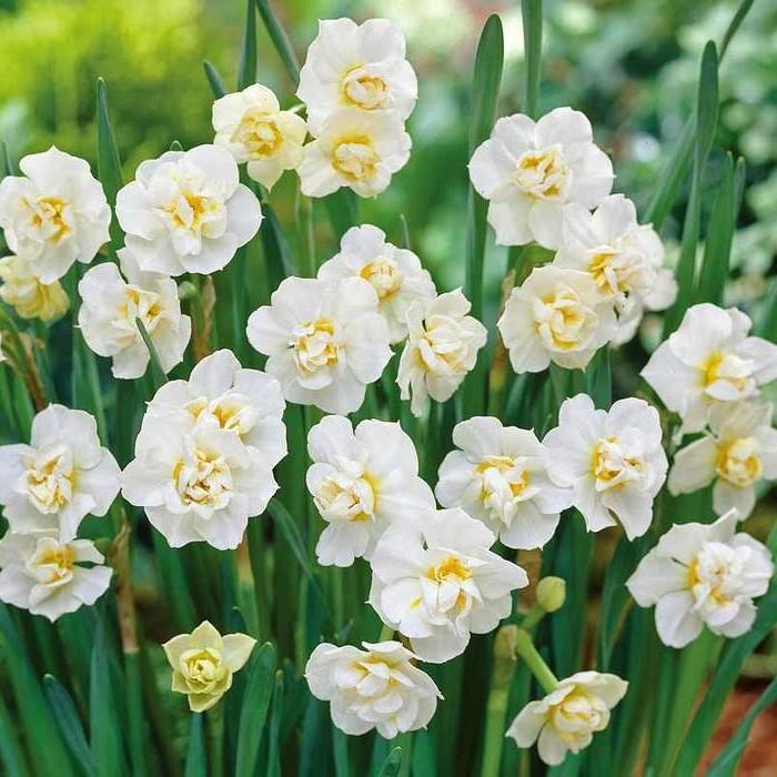 Kokulu White Cheerefulnes Beyaz Nergis Çiçeği Soğanı (3 Adet)