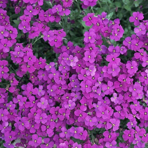 Wild Sweet William Floks Çiçeği Tohumu(30 tohum)