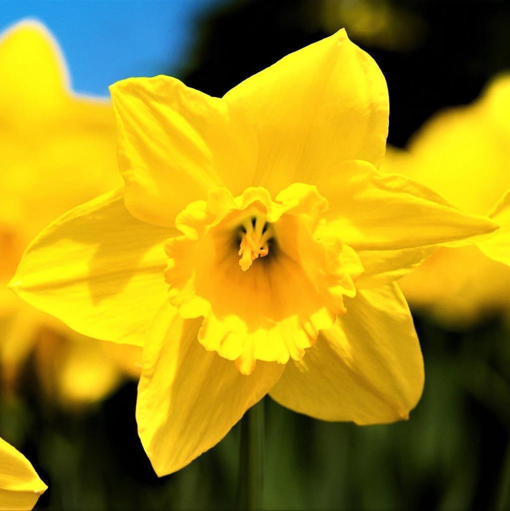 Sarı Renkli Yellow Quail Özel Çeşit Nergis Çiçeği Soğanı (3 Adet)