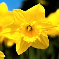 Sarı Renkli Yellow Quail Özel Çeşit Nergis Çiçeği Soğanı (3 Adet)
