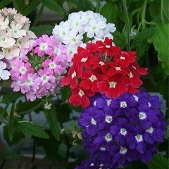 Karışık Renkli Alev Çiçeği Tohumu(340 tohum)