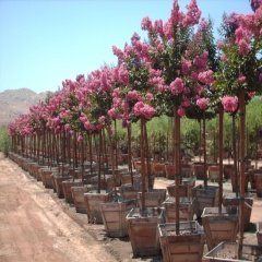 Tüplü Pembe Oya Ağacı Fidanı-200 Cm Üzeri