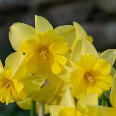 Kokulu Sarı Renkli Tripartite Nergis Çiçeği Soğanı (3 Adet)