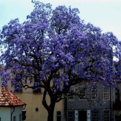 Tüplü Mor Çiçekli Paulownia Ağacı Fidanı (60-100 cm)