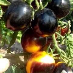Bosque Bumblebee Cherry Domates Tohumu (15 tohum)