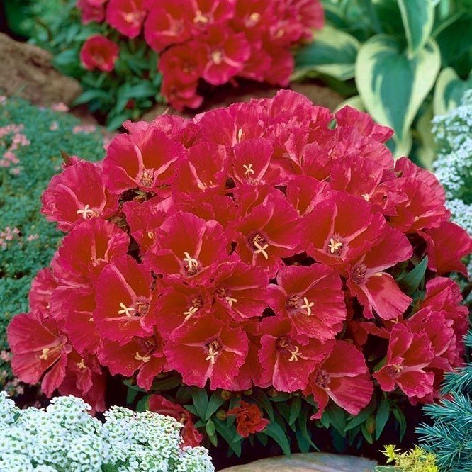 Kırmızı Grandiflora Meteor Godetia Çiçeği Tohumu(50 tohum)