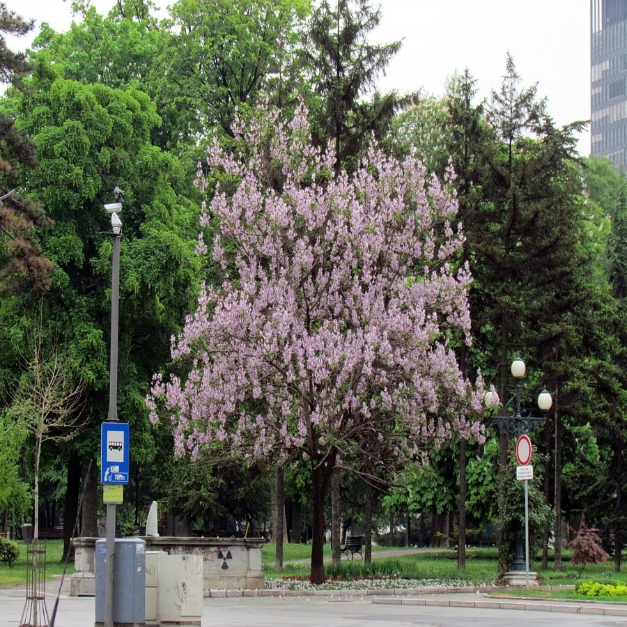 Tüplü Beyaz Çiçekli Paulownia Ağacı Fidanı