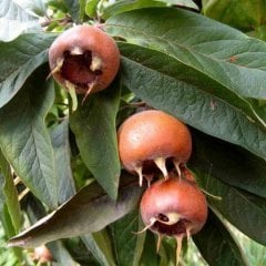 Tüplü İri Meyveli Big Paradise Beşbıyık Döngel Muşmula Fidanı