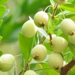 Tüplü Beyaz Hambeles Murt Fidanı