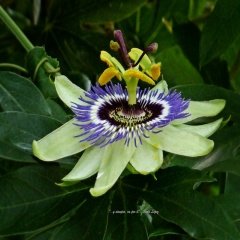Tüplü Beyaz Çiçekli Kokulu Passiflora  Ağacı Fidanı