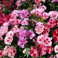 Tricolor Sweety Godetia-Godetya(Ankara-Yer Açelyası) Çiçeği Tohumu(50 tohum)