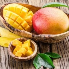 Tüplü Mango Fidanı