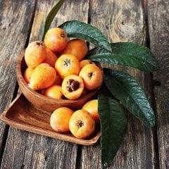 Tüplü Malta Eriği Yeni Dünya Fidanı