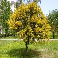 Tüplü Laburnum Anagyroides Sarı Salkım Fidanı