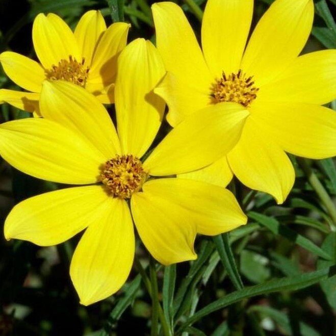 Uzun Boylu Sarı Kadife Çiçeği Tohumu(50 tohum)