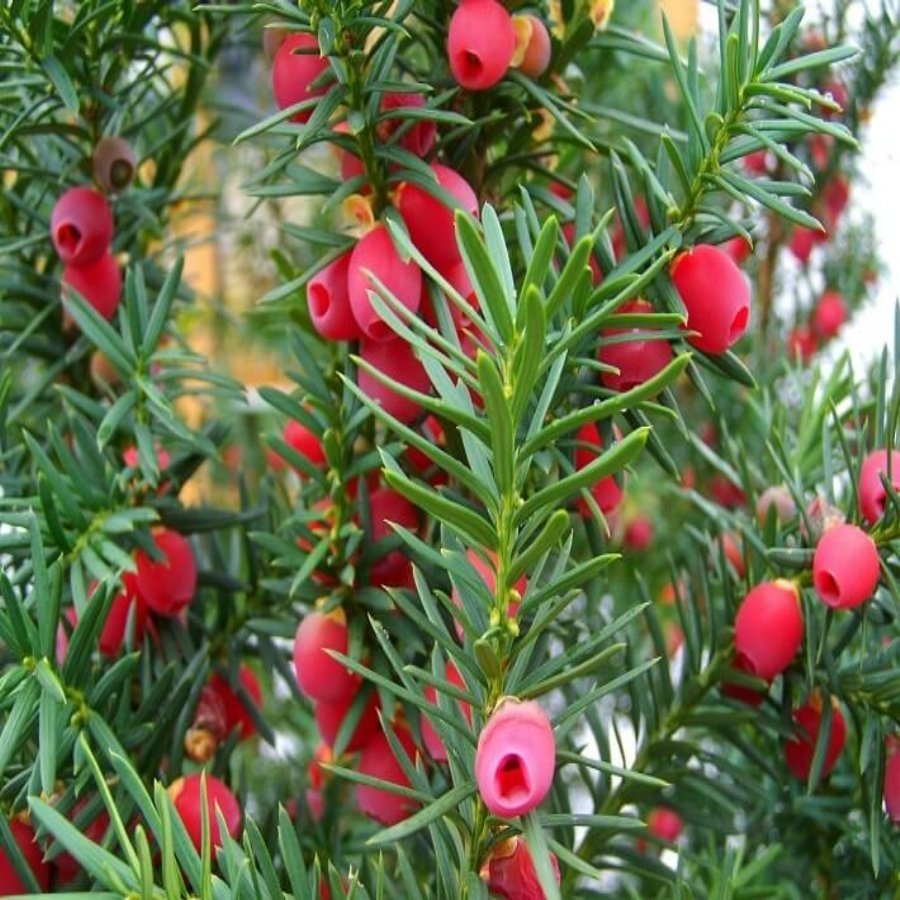 Tüplü Porsuk (Taxus) Ağacı Fidanı