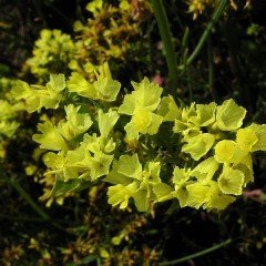 Limonium Sinuatum Deep Sarı Deniz Lavantası Tohumu(30 tohum)