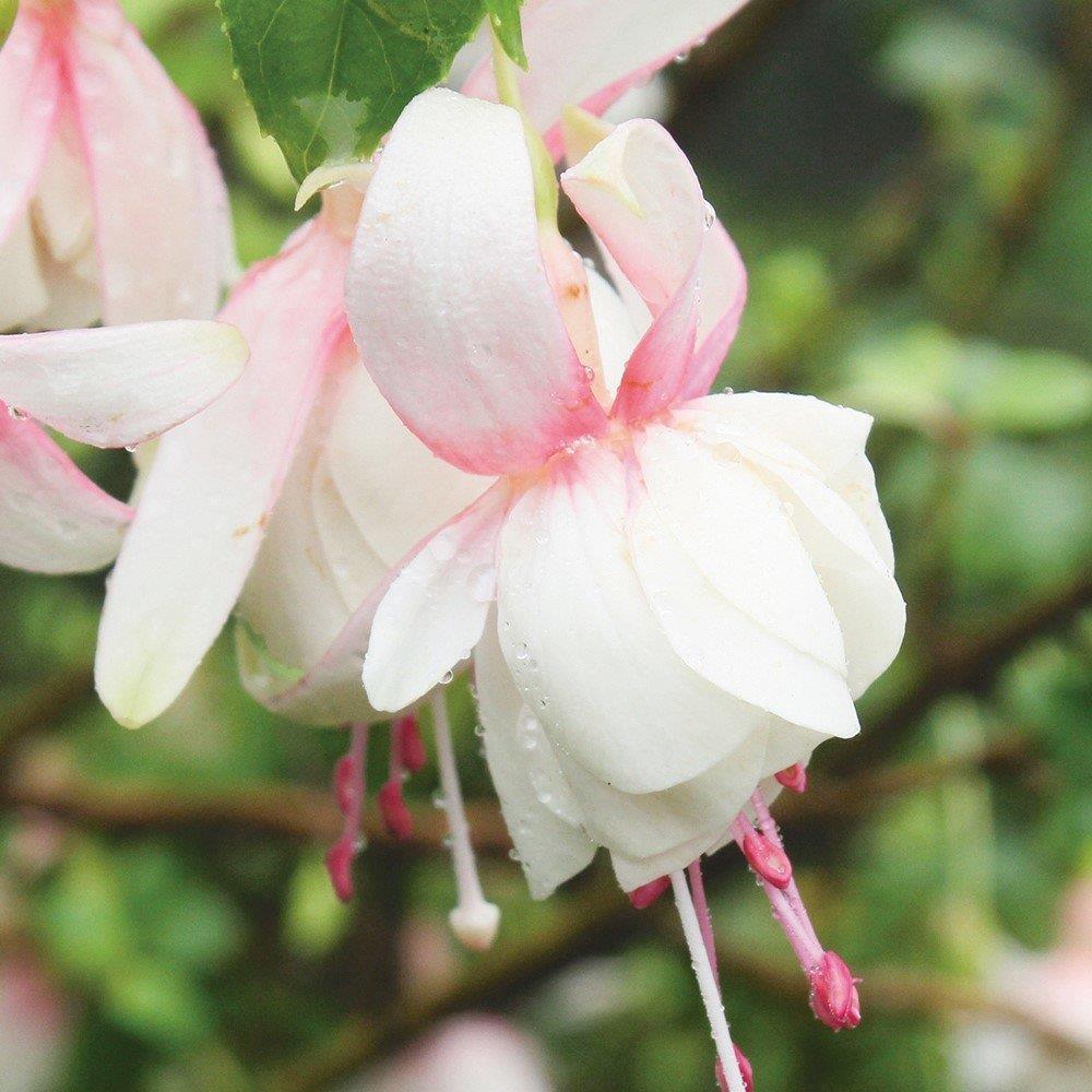 Leonita Double Pink White Küpe Çiçeği Fidesi (9 Cm'lik Saksıda)