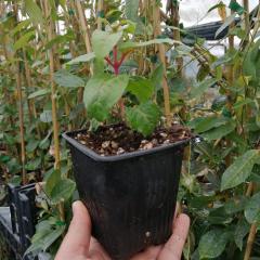 İri Çiçekli Siyah Küpe Çiçeği Fidesi (9 Cm'lik Saksıda)